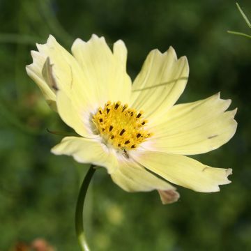 Cosmos Lemonade - Cosmea