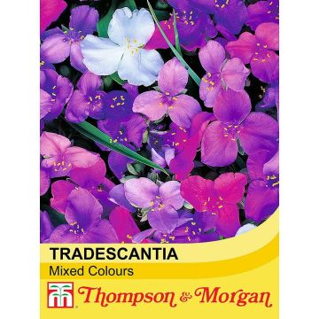 Tradescantia andersoniana Mixed Colours