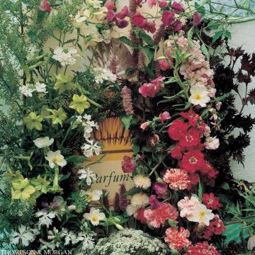 Mischia di semi Profumate Fragrant Mixture