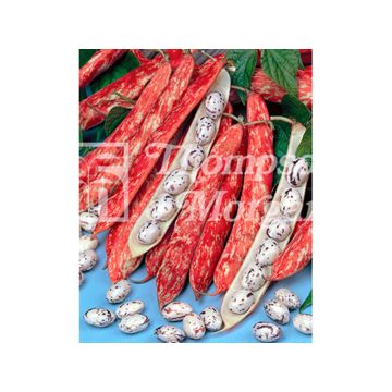 Fagiolo rampicante da sgranare Borlotto Lingua di fuoco