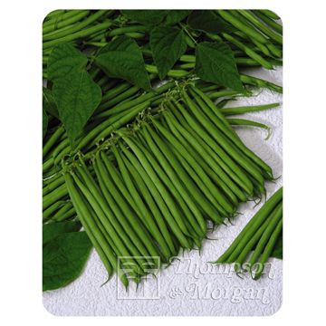 Fagiolo nano Bellini