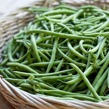 Fagiolo nano Dominal