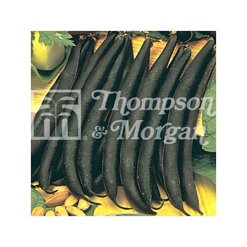 Fagiolo nano Purple Teepee