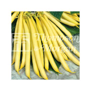 Fagiolo giallo nano Sonesta