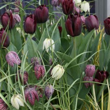 Composizione Bianco e Nero