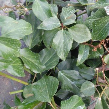 Hedera colchica Arborescens - Edera