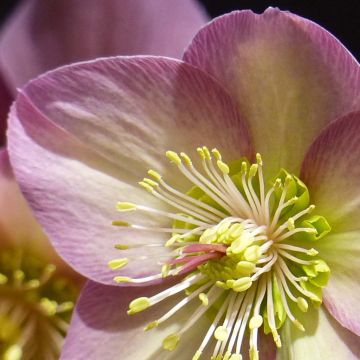 Helleborus HGC Ice N' Roses Pink - Elleboro