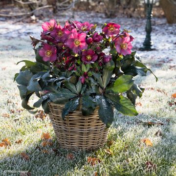 Helleborus HGC Ice N' Roses Red - Elleboro