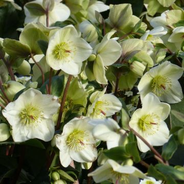 Helleborus HGC Ice N' Roses White - Elleboro