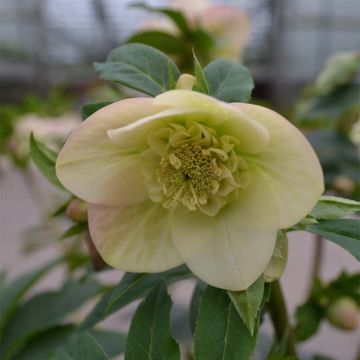 Helleborus Anemone Apricot - Elleboro
