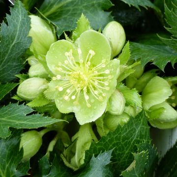 Helleborus sternii Boughton Beauty - Elleboro