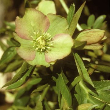 Helleborus torquatus - Elleboro