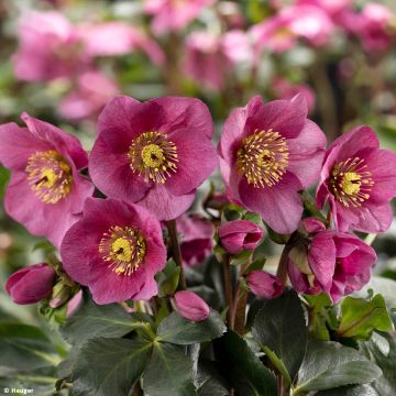 Helleborus lemperii HGC Lenia - Elleboro