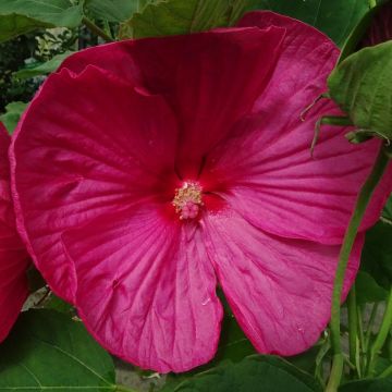 Hibiscus moscheutos Rose - Ibisco palustre