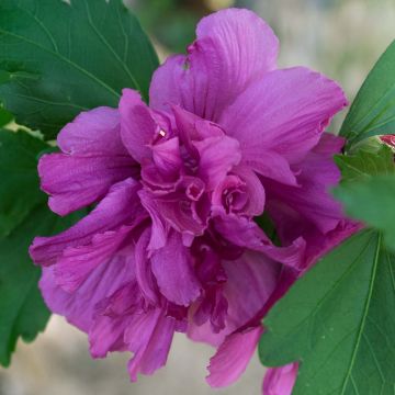 Hibiscus syriacus Freedom - Ibisco