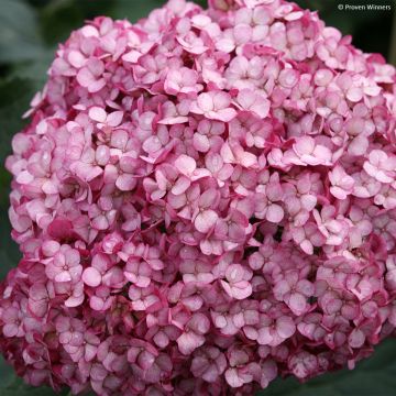 Hydrangea arborescens BellaRagazza Mauvette - Ortensia