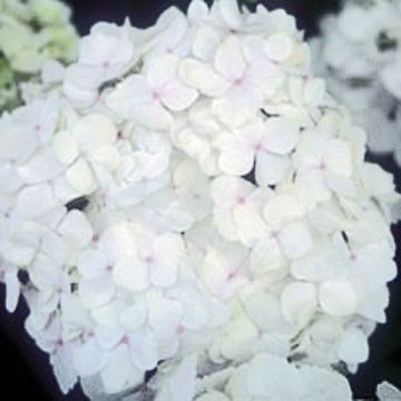 Hydrangea macrophylla Bichon Blanc - Ortensia