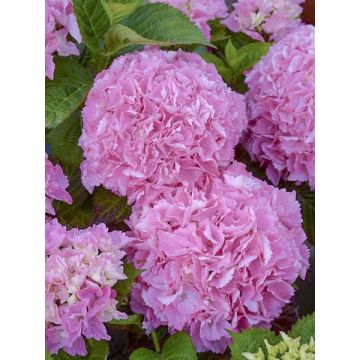 Hydrangea macrophylla Big Data Pink - Ortensia