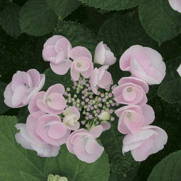 Hydrangea macrophylla Hovaria Hobella - Ortensia