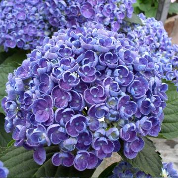 Hydrangea macrophylla Hovaria Hopcorn - Ortensia
