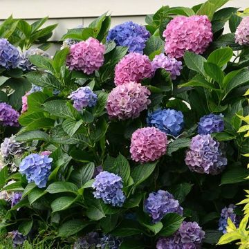 Hydrangea macrophylla L.A Dreamin - Ortensia