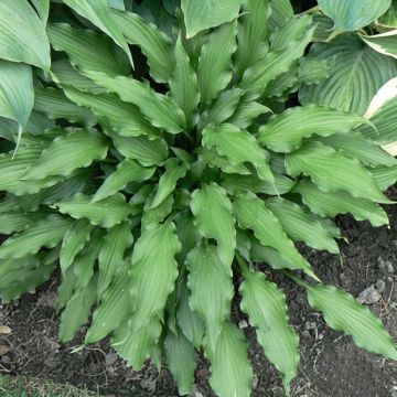 Hosta Blue Angel