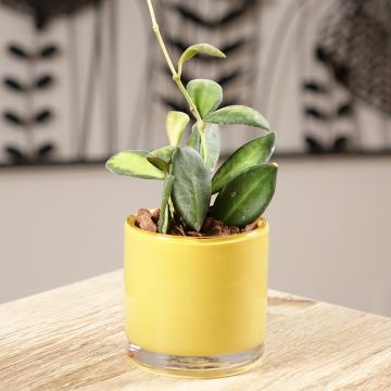 Hoya burtoniae Variegata - Fiore di cera