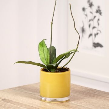 Hoya crassipetiolata - Fiore di cera