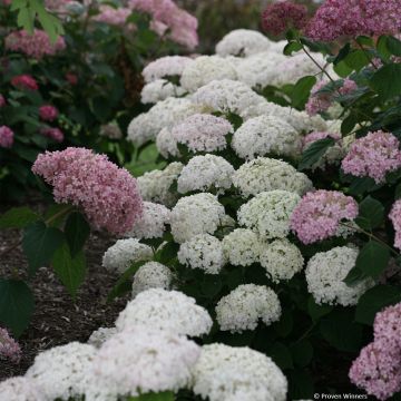 Hydrangea arborescens BellaRagazza Blanchetta - Ortensia