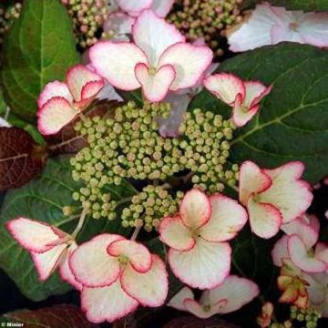 Hydrangea macrophylla Dolce Kiss - Ortensia