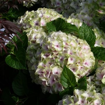 Hydrangea macrophylla Magical Summer Green - Ortensia