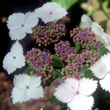 Hydrangea macrophylla Nadesiko - Ortensia