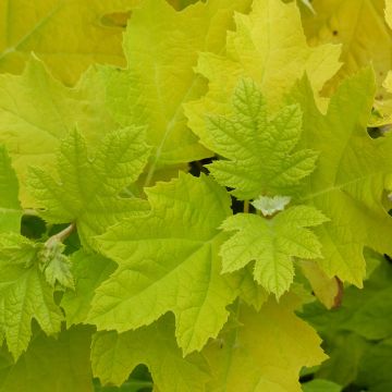 Hydrangea quercifolia Little Honey - Ortensia a foglie di quercia
