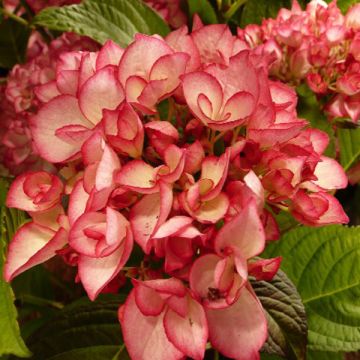 Hydrangea macrophylla Dutch Ladies Salsa - Ortensia