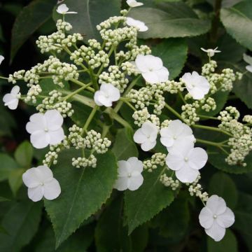 Hydrangea Semiola - Ortensia
