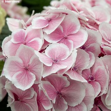 Hydrangea macrophylla Wedding Ring - Ortensia
