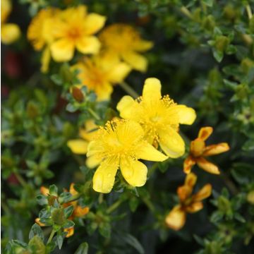 Hypericum kalmianum Gemo - Iperico