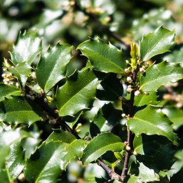 Ilex meserveae Heckenstar - Agrifoglio