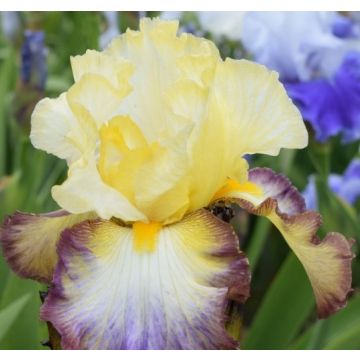 Iris germanica Above The Rim - Giaggiolo paonazzo