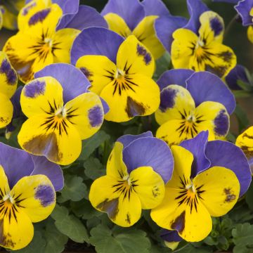 Viola cornuta Sorbet Yellow Blue