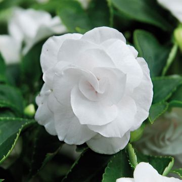Impatiens Double Walleriana blanc - Fiore di vetro