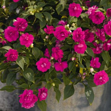 Impatiens Double Walleriana Lilac - Fiore di vetro