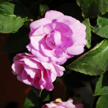 Impatiens Double Walleriana rose - Fiore di vetro