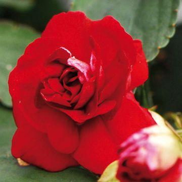 Impatiens Double Walleriana Red - Fiore di vetro