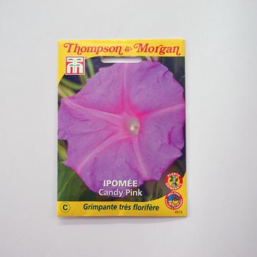 Ipomoea purpurea Candy Pink - Campanella turchina