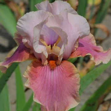 Iris germanica Cameo wine - Giaggiolo paonazzo