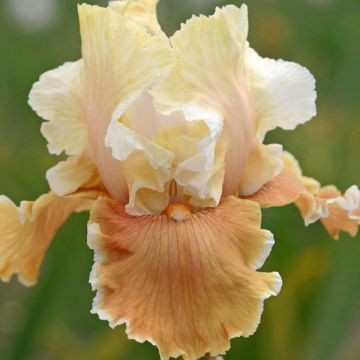 Iris germanica English Charm - Giaggiolo paonazzo