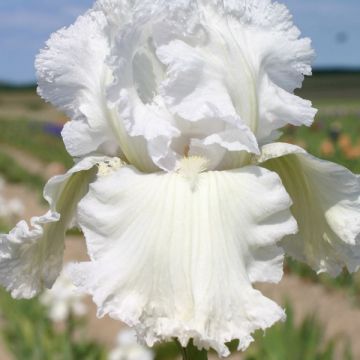 Iris germanica Laced Cotton - Giaggiolo paonazzo