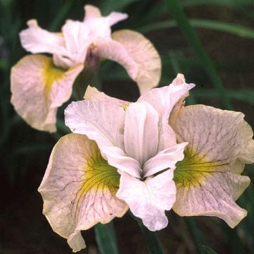 Iris sibirica Lemon Veil - Giaggiolo siberiano
