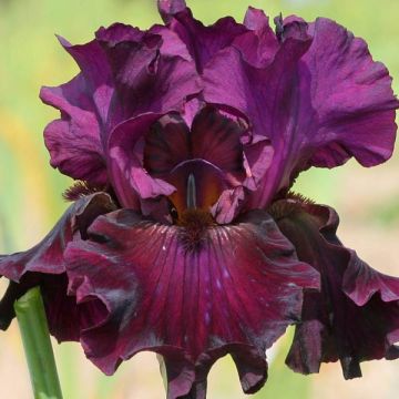 Iris germanica Raspberry Wine - Giaggiolo paonazzo